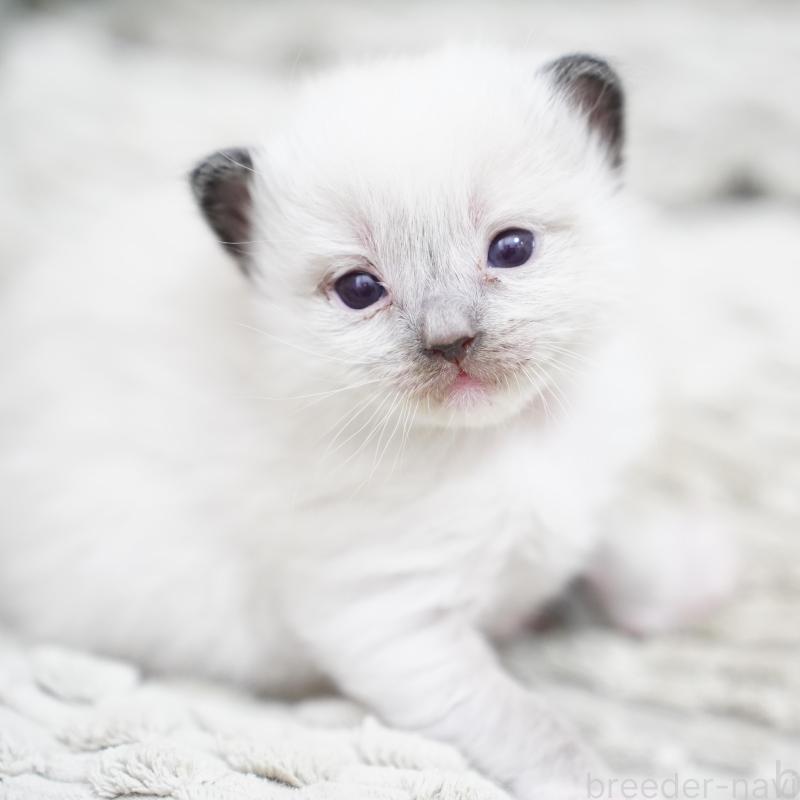 販売中の千葉県のラグドール-133136の2枚目