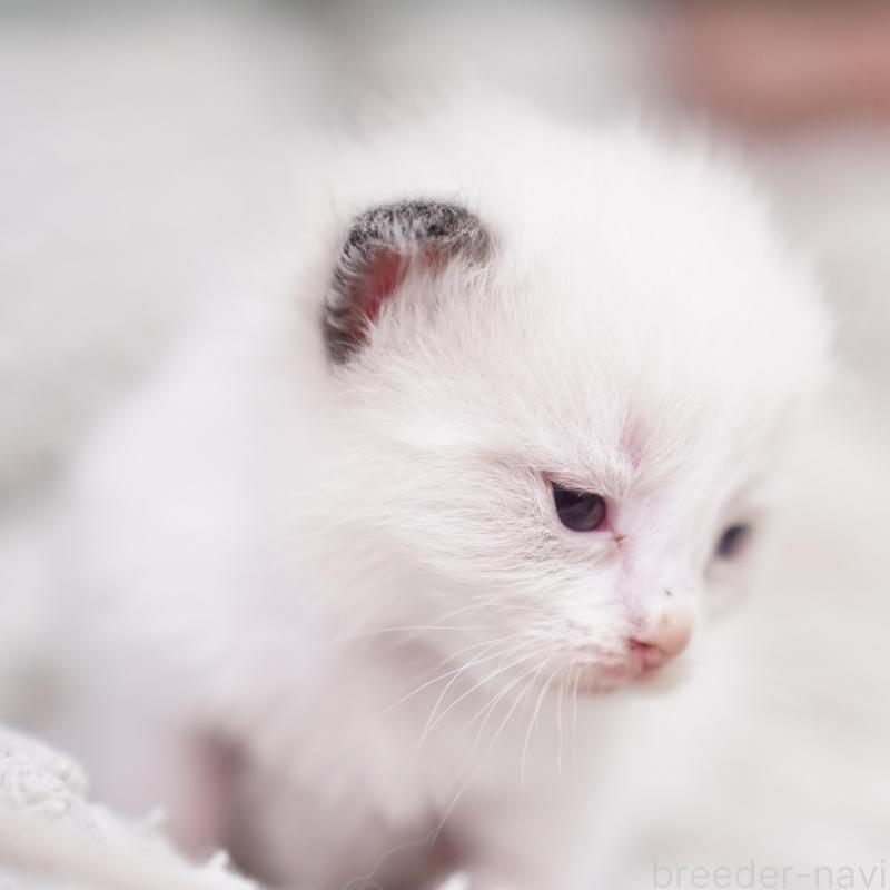 販売中の千葉県のラグドール-133137の4枚目