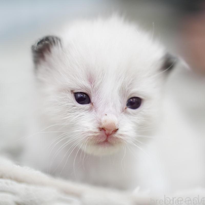 販売中の千葉県のラグドール-133137