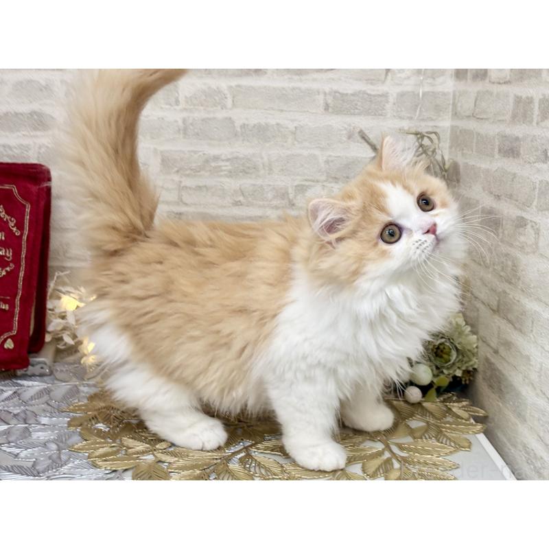 販売中の埼玉県のミヌエット-133138の6枚目