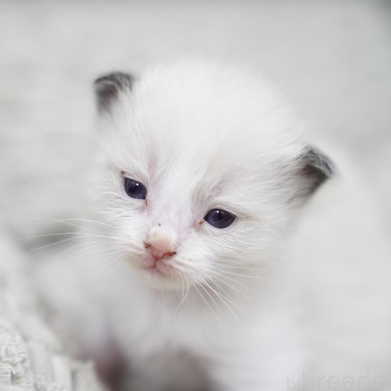 販売中の千葉県のラグドール-133137の3枚目