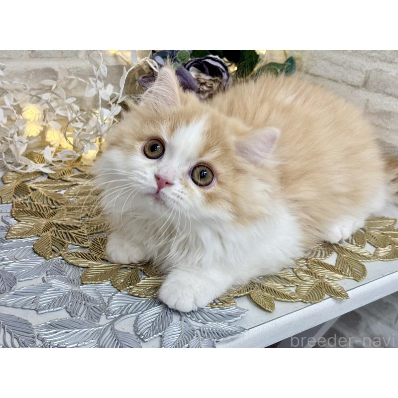 販売中の埼玉県のミヌエット-133138の5枚目