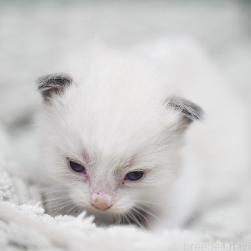 販売中の千葉県のラグドール-133137の2枚目