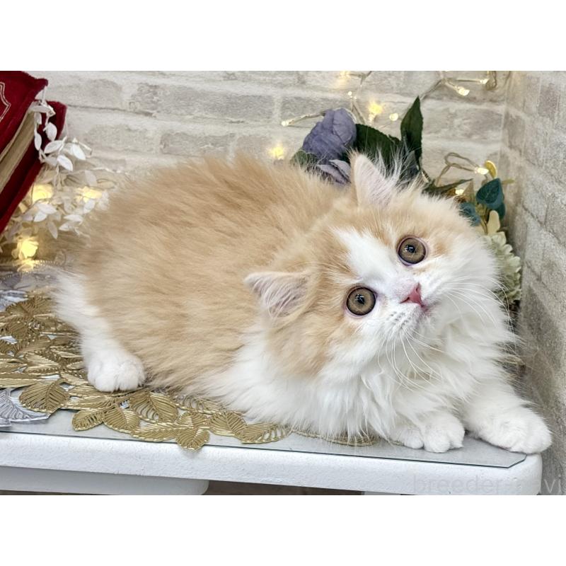 販売中の埼玉県のミヌエット-133138の4枚目