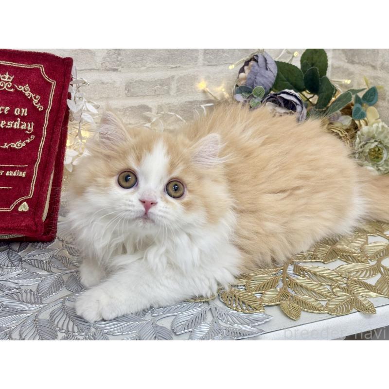 販売中の埼玉県のミヌエット-133138の3枚目