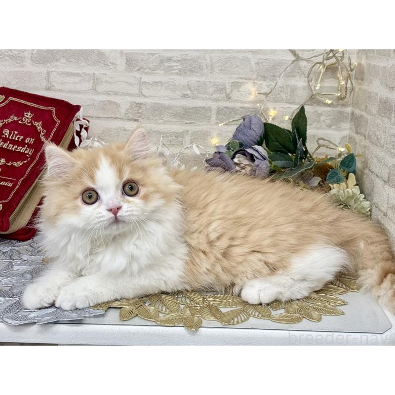 販売中の埼玉県のミヌエット-133138の2枚目