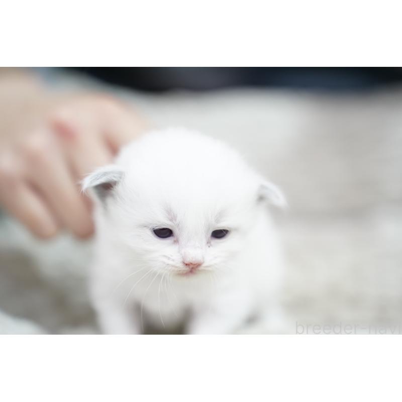 販売中の千葉県のラグドール-133139の9枚目