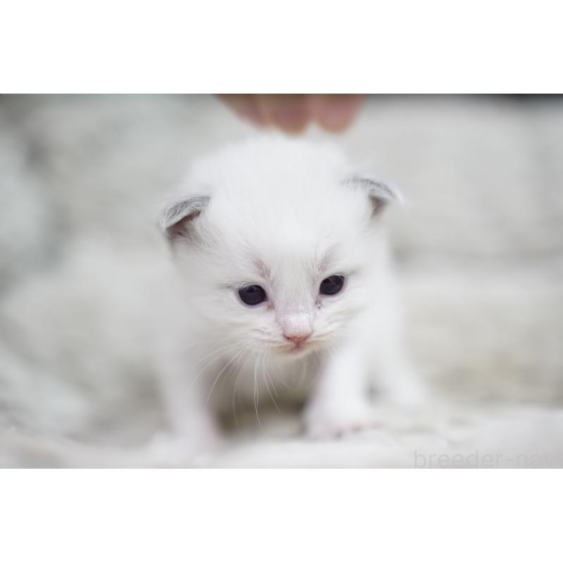 販売中の千葉県のラグドール-133139の7枚目