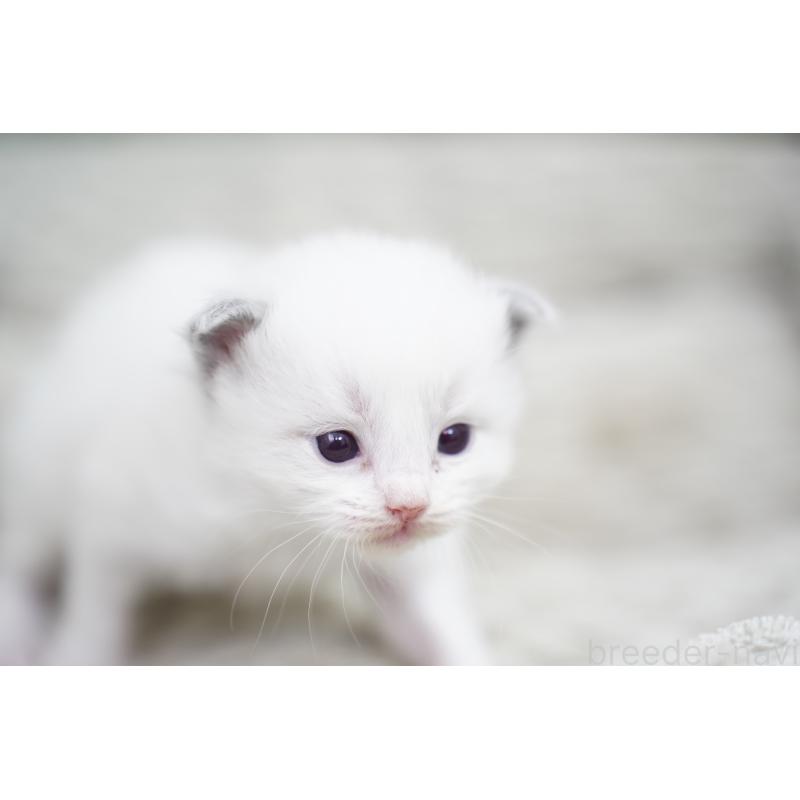 販売中の千葉県のラグドール-133139の6枚目