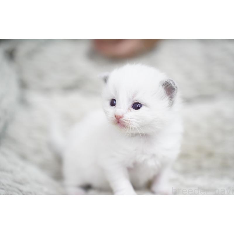 販売中の千葉県のラグドール-133139の4枚目