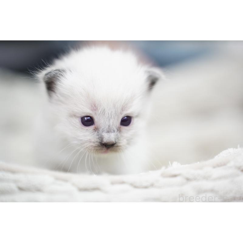 販売中の千葉県のラグドール-133140の5枚目