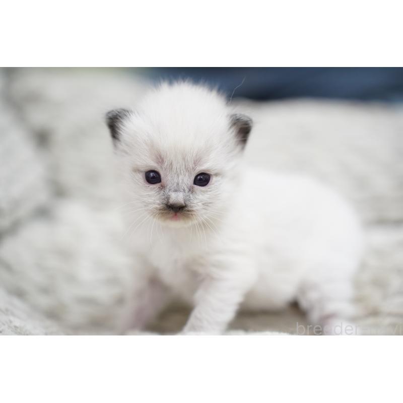 販売中の千葉県のラグドール-133140の4枚目