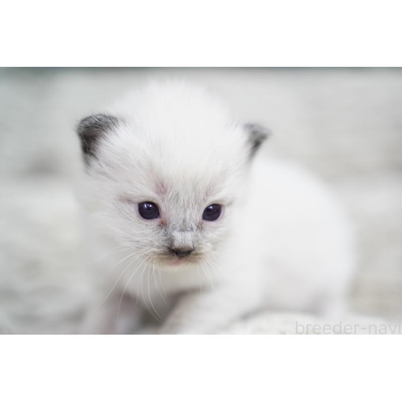 販売中の千葉県のラグドール-133140の3枚目