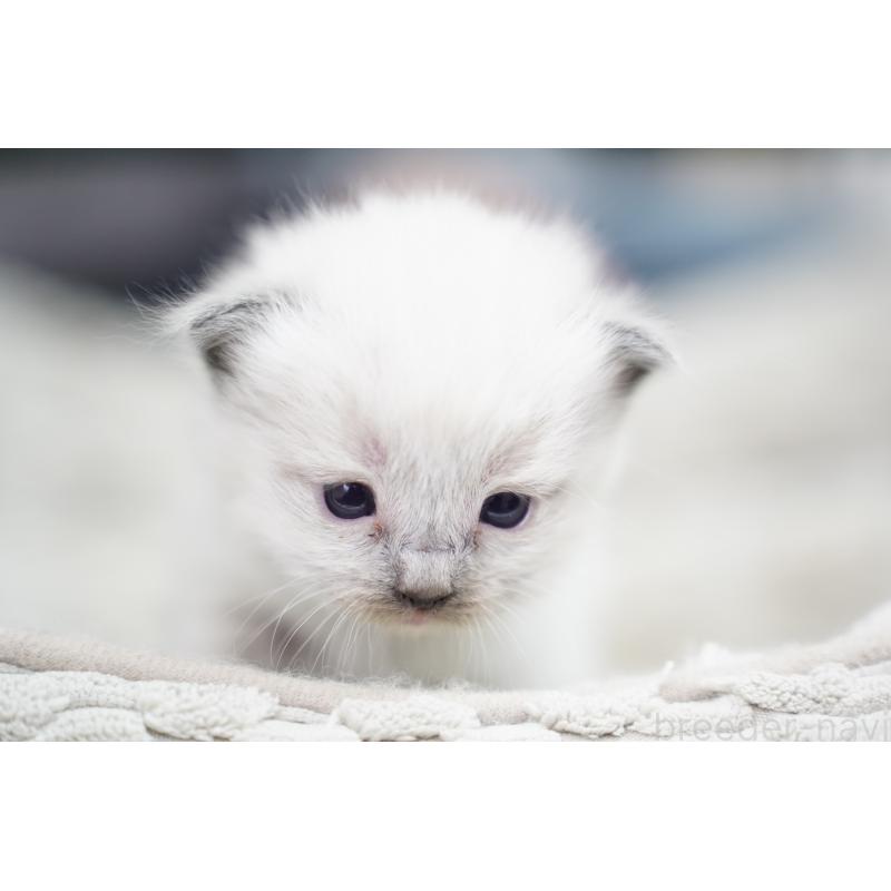 販売中の千葉県のラグドール-133140の2枚目