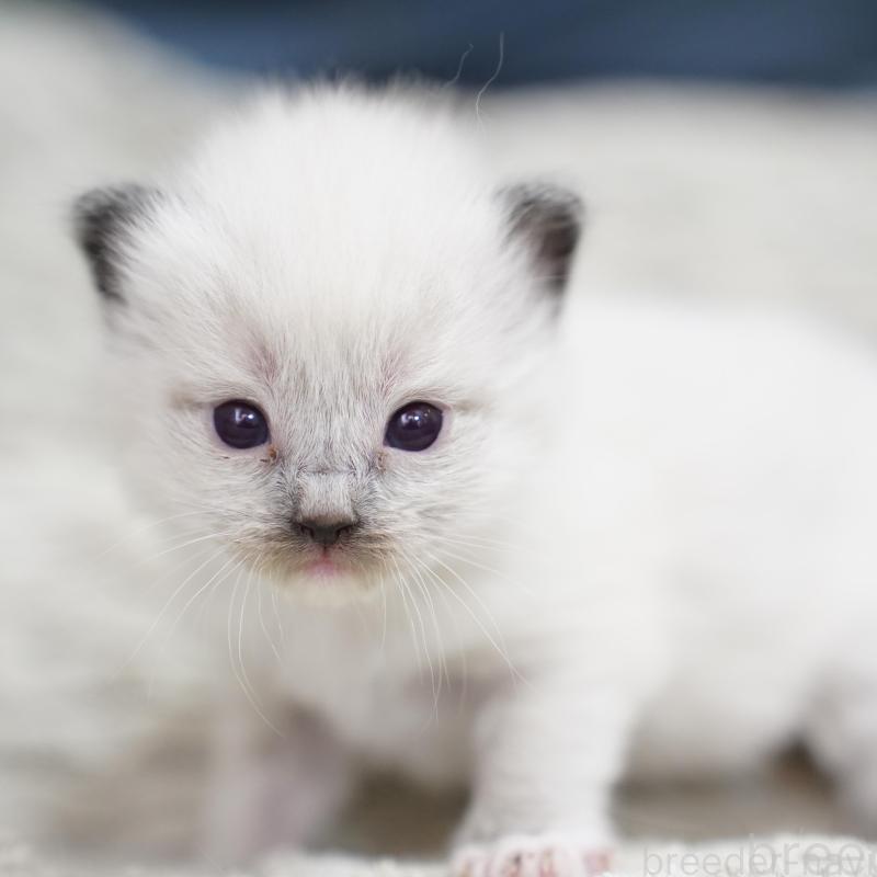 販売中の千葉県のラグドール-133140