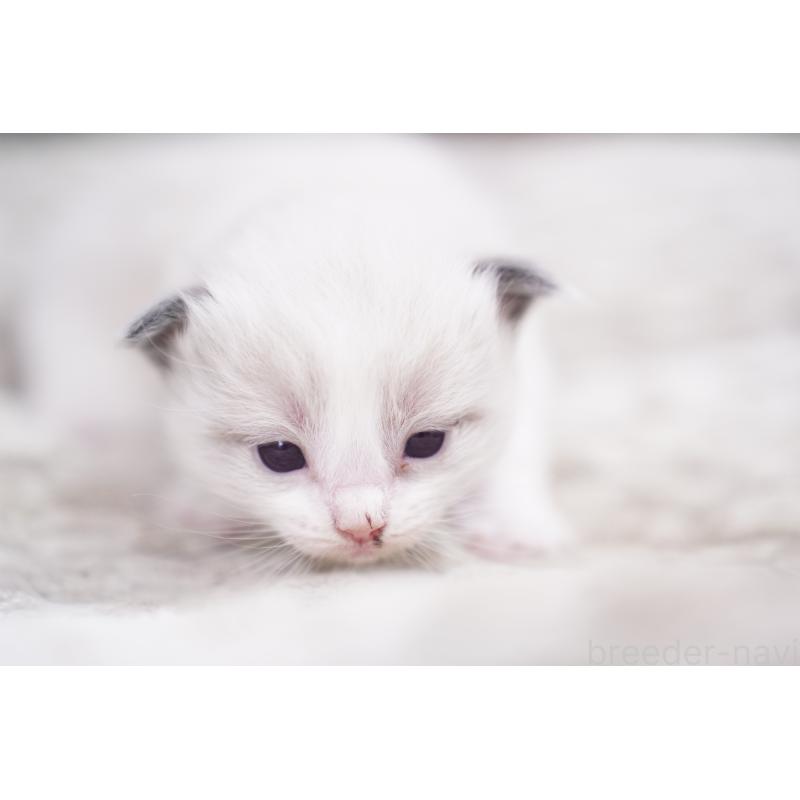 販売中の千葉県のラグドール-133141の5枚目