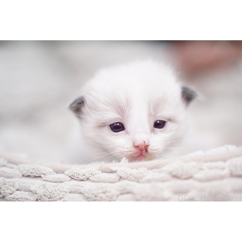 販売中の千葉県のラグドール-133141の4枚目