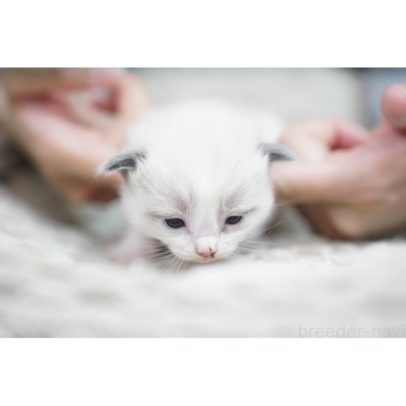 販売中の千葉県のラグドール-133141の3枚目