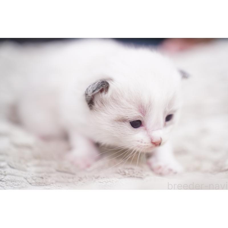 販売中の千葉県のラグドール-133141の2枚目