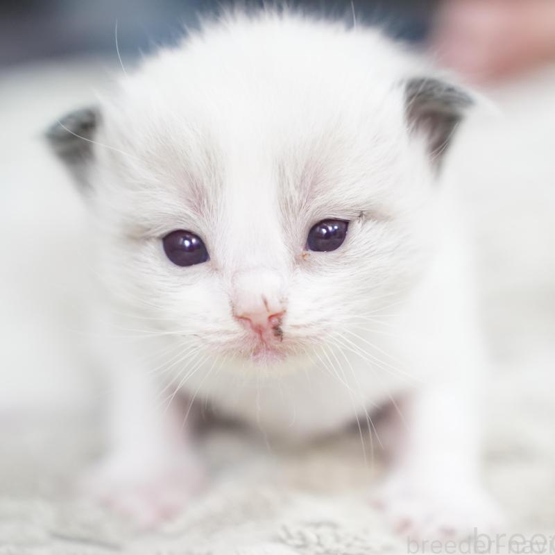 販売中の千葉県のラグドール-133141