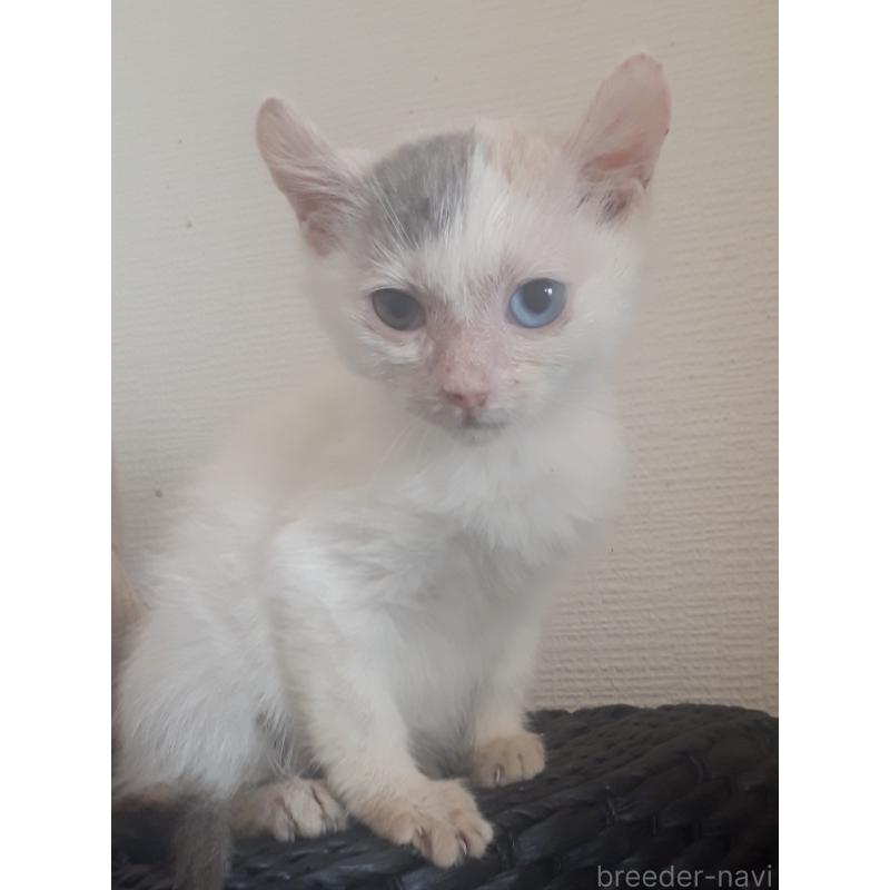 販売中の静岡県のキンカロー-133142の3枚目