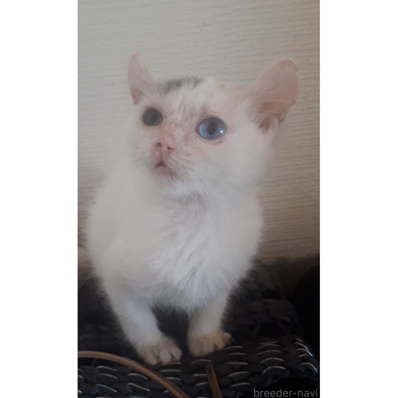 販売中の静岡県のキンカロー-133142の2枚目