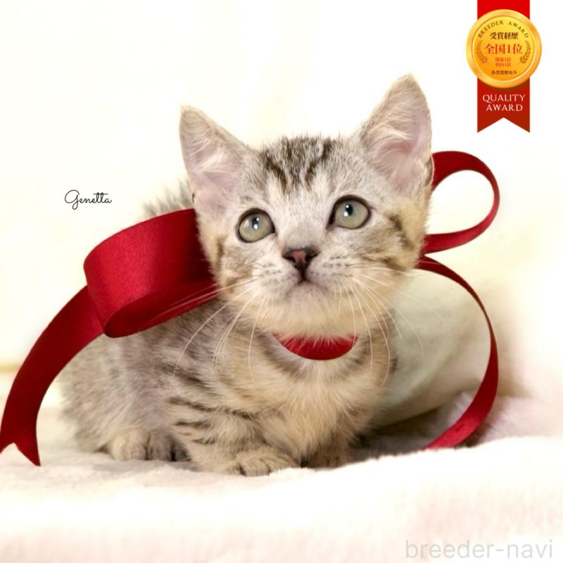 販売中の栃木県のジェネッタ-131406