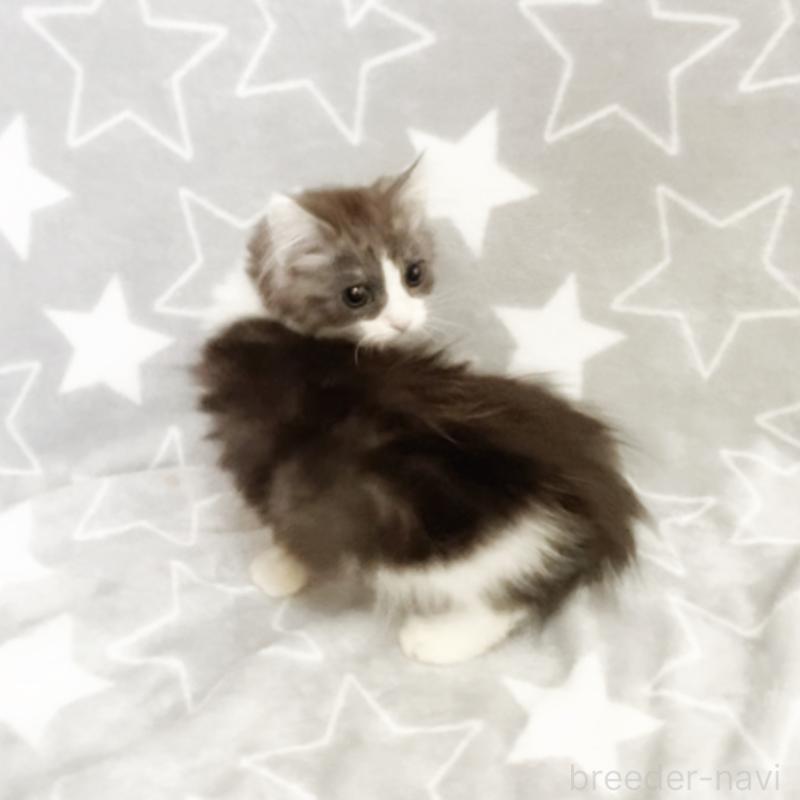 販売中の埼玉県のミックス-133143の5枚目