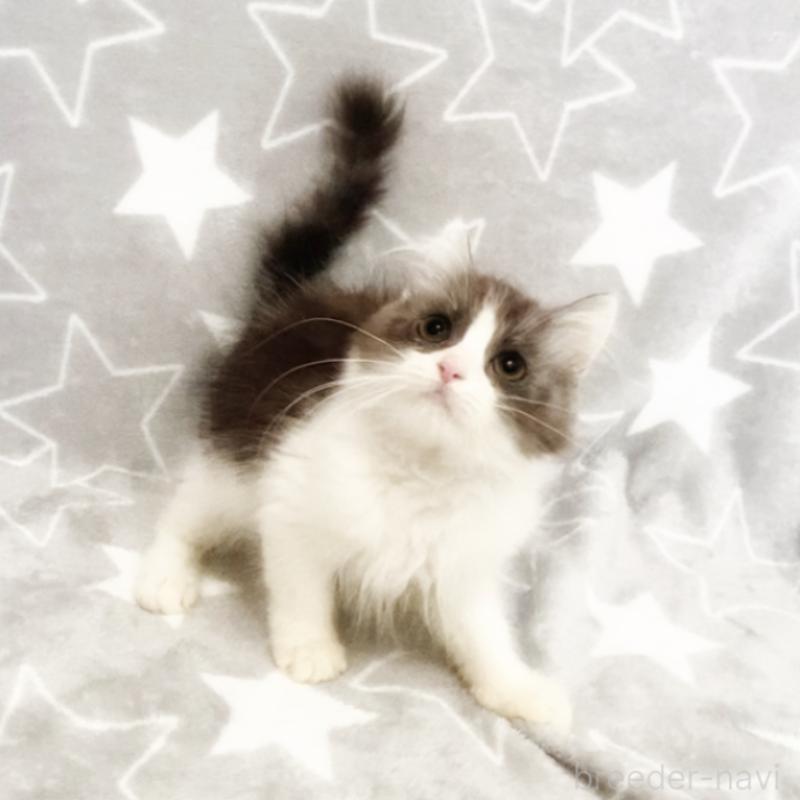 販売中の埼玉県のミックス-133143の4枚目