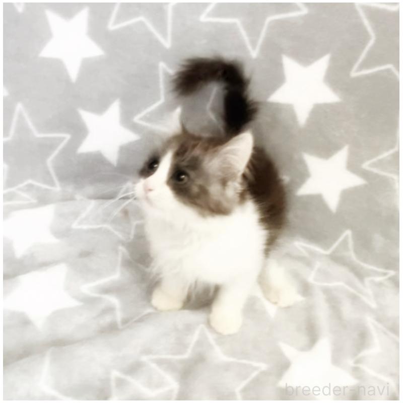 販売中の埼玉県のミックス-133143の3枚目