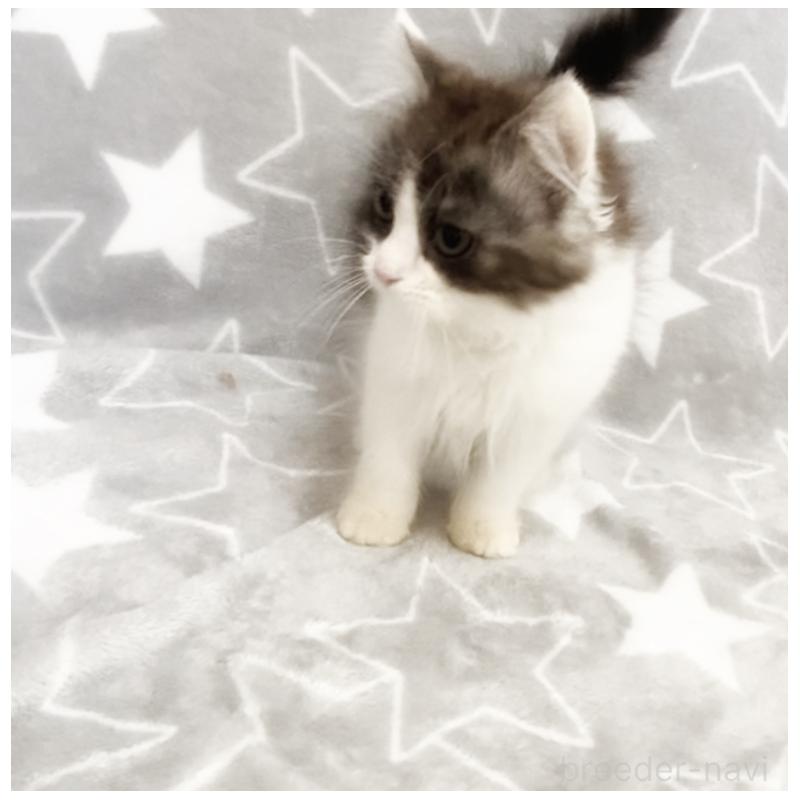 販売中の埼玉県のミックス-133143の2枚目