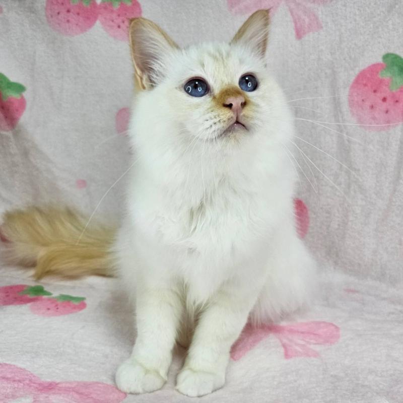 販売中の東京都のバーマン-128057