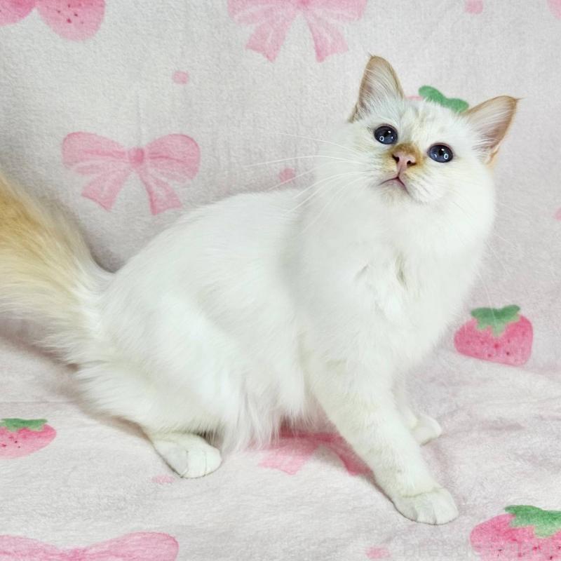 販売中の東京都のバーマン-128057の6枚目