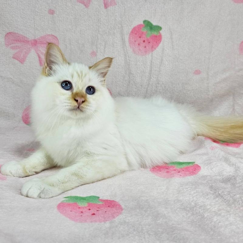 販売中の東京都のバーマン-128057の5枚目