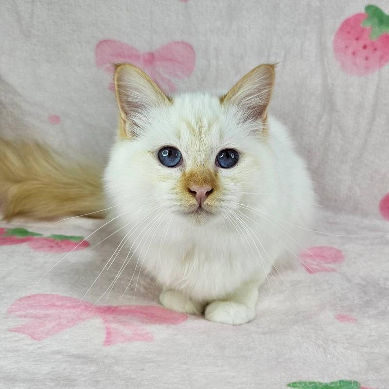 販売中の東京都のバーマン-128057の4枚目