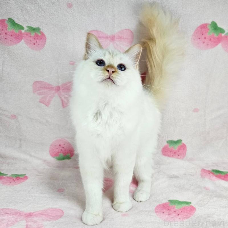 販売中の東京都のバーマン-128057の3枚目