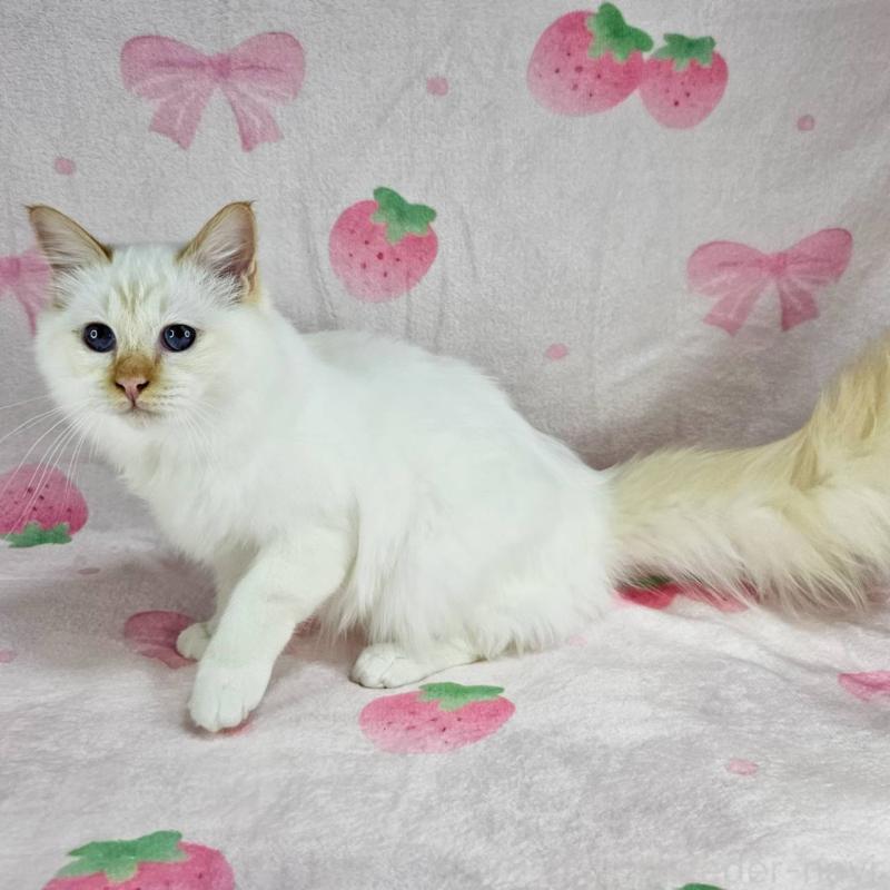 販売中の東京都のバーマン-128057の2枚目