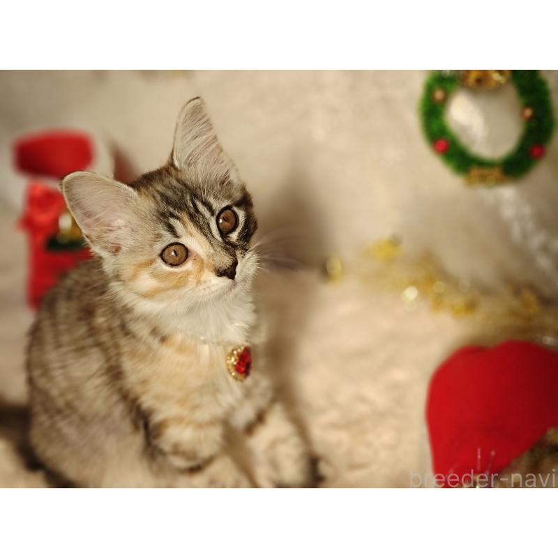 販売中の神奈川県のノルウェージャンフォレストキャット-130920の3枚目