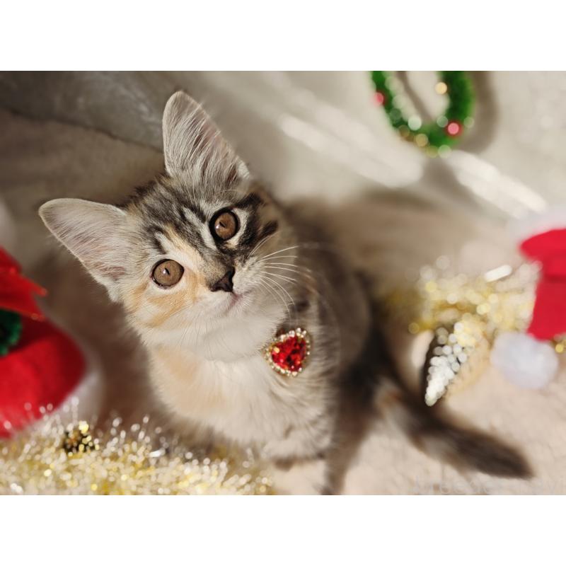 販売中の神奈川県のノルウェージャンフォレストキャット-130920の2枚目