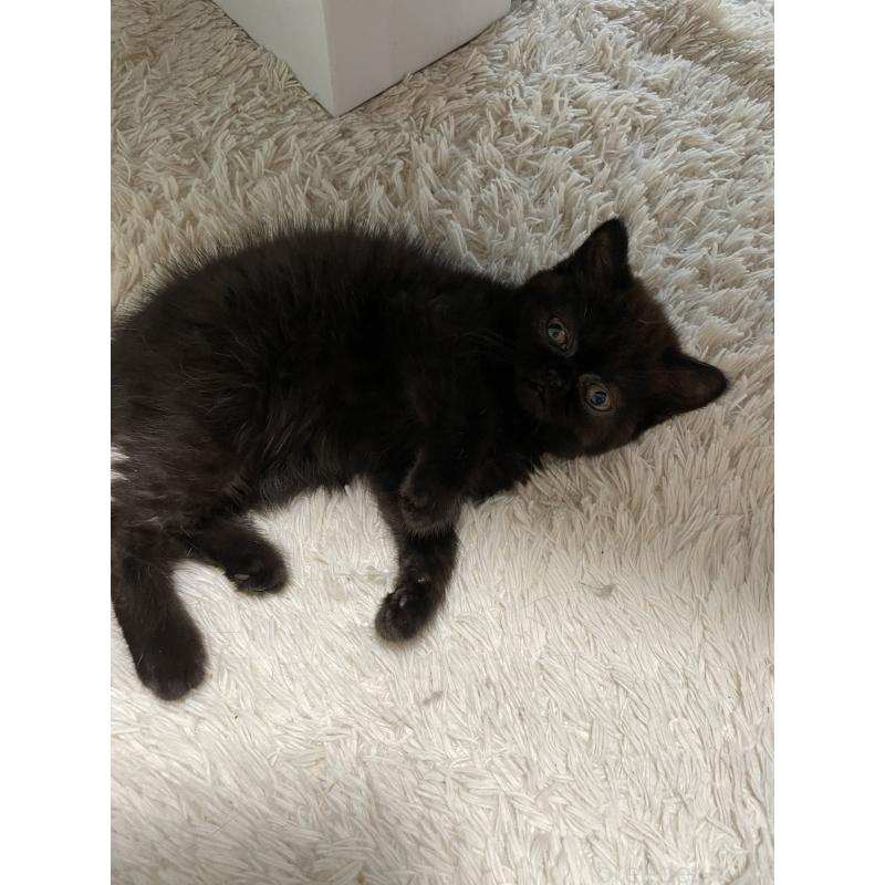 販売中の静岡県のエキゾチックショートヘア-133144の5枚目