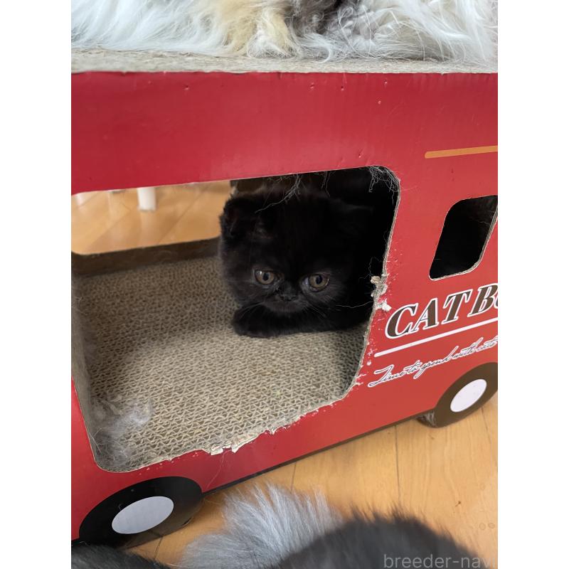 販売中の静岡県のエキゾチックショートヘア-133144の4枚目