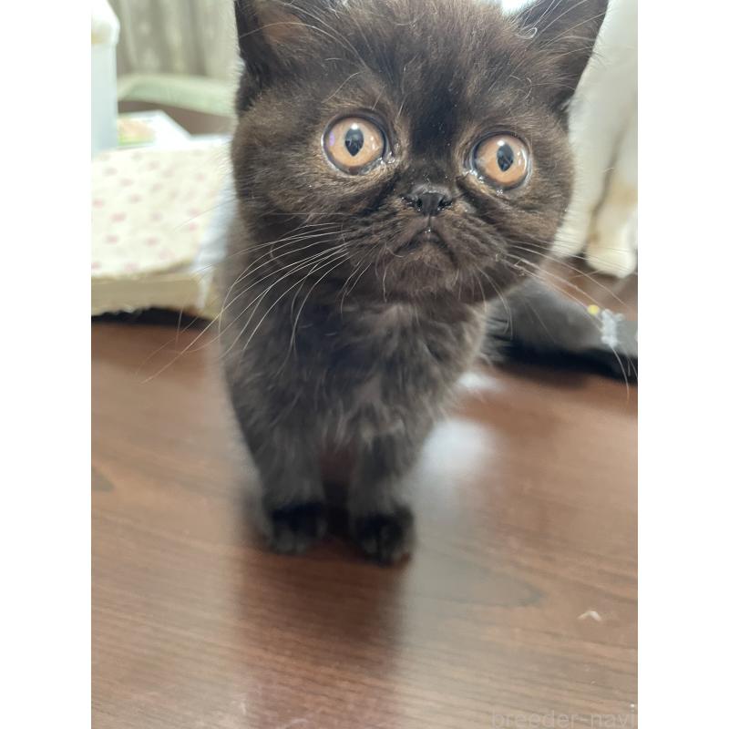 販売中の静岡県のエキゾチックショートヘア-133144の3枚目