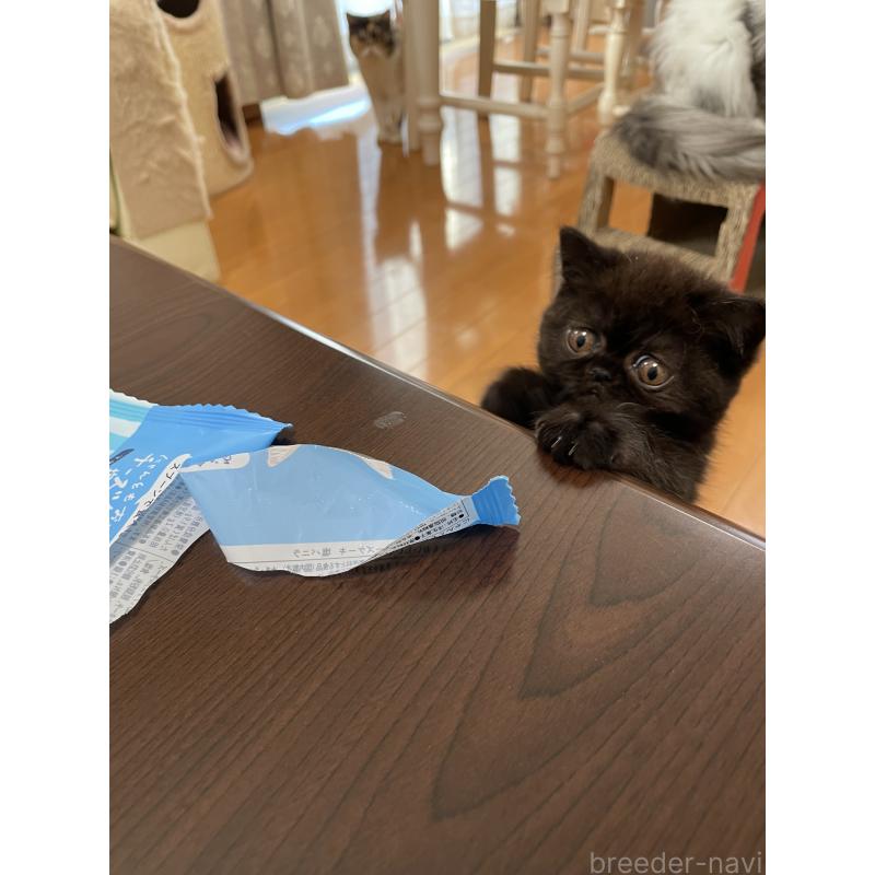 販売中の静岡県のエキゾチックショートヘア-133144の2枚目