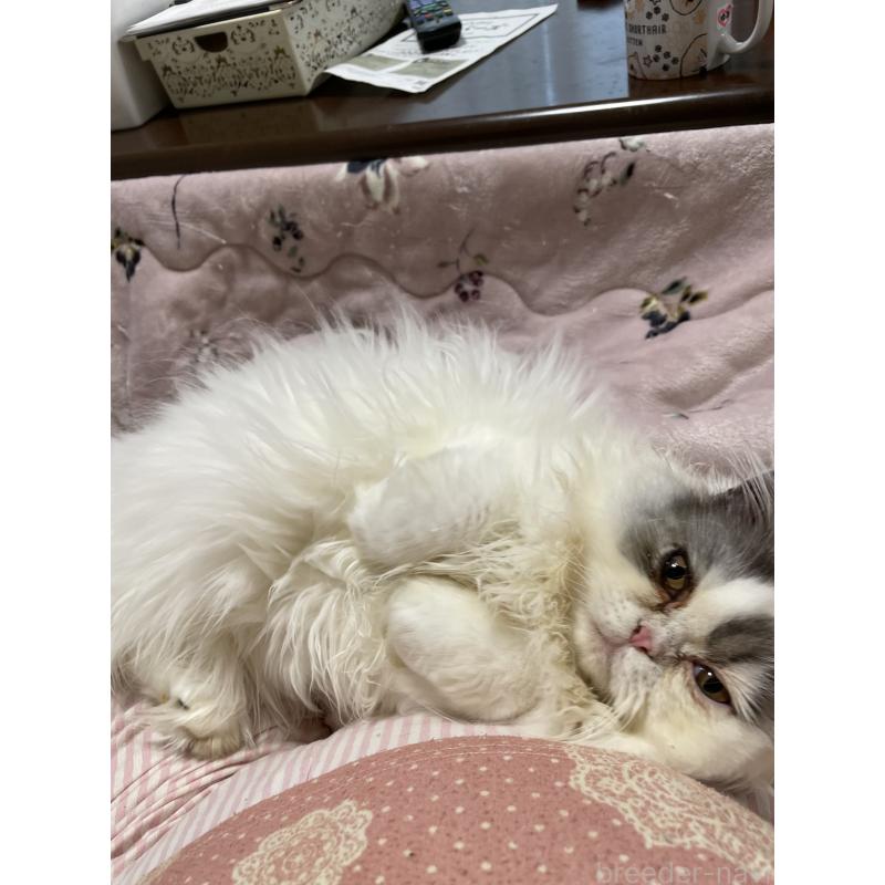 販売中の静岡県のエキゾチックロングヘア-123016の3枚目