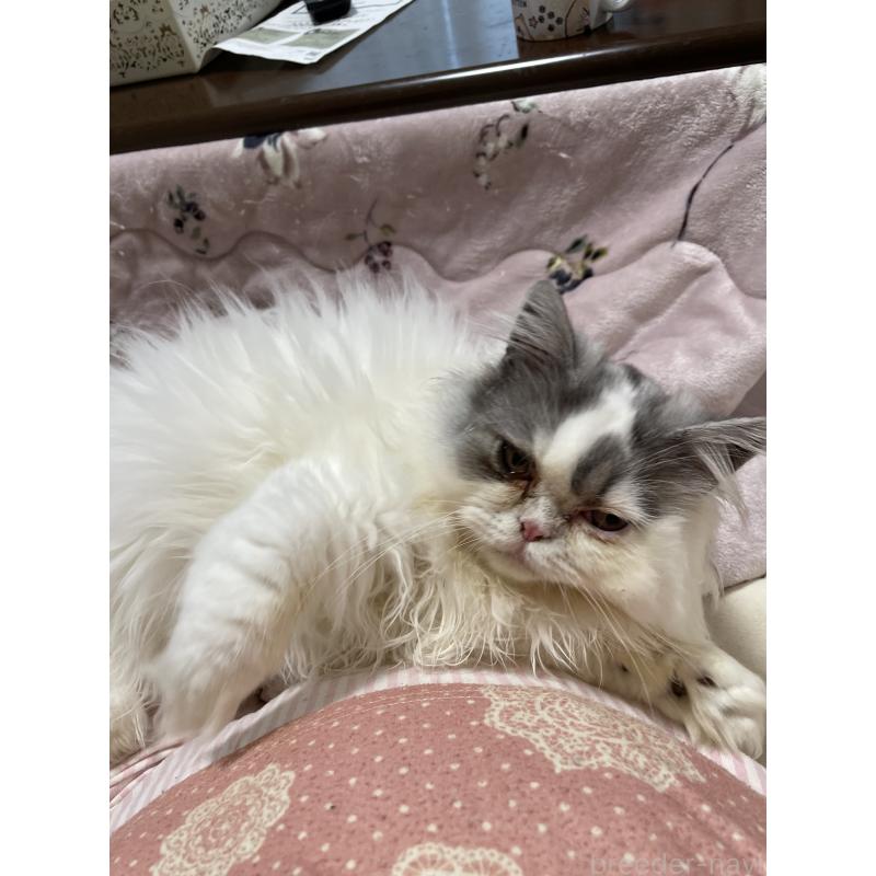 販売中の静岡県のエキゾチックロングヘア-123016の2枚目