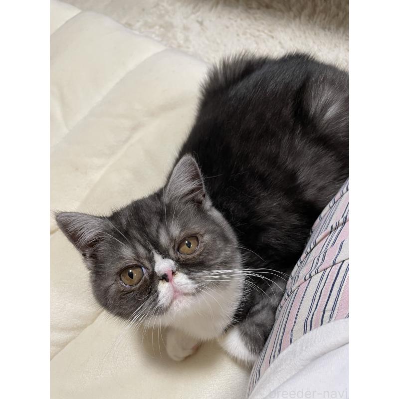 販売中の静岡県のエキゾチックショートヘア-125225の5枚目