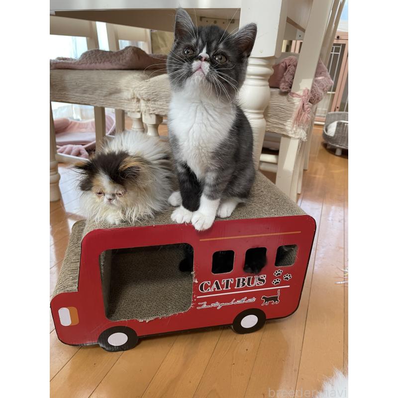 販売中の静岡県のエキゾチックショートヘア-125225の4枚目