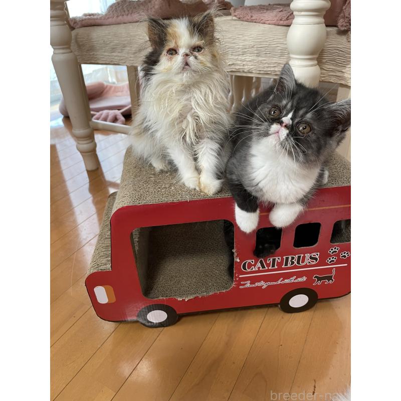 販売中の静岡県のエキゾチックショートヘア-125225の3枚目