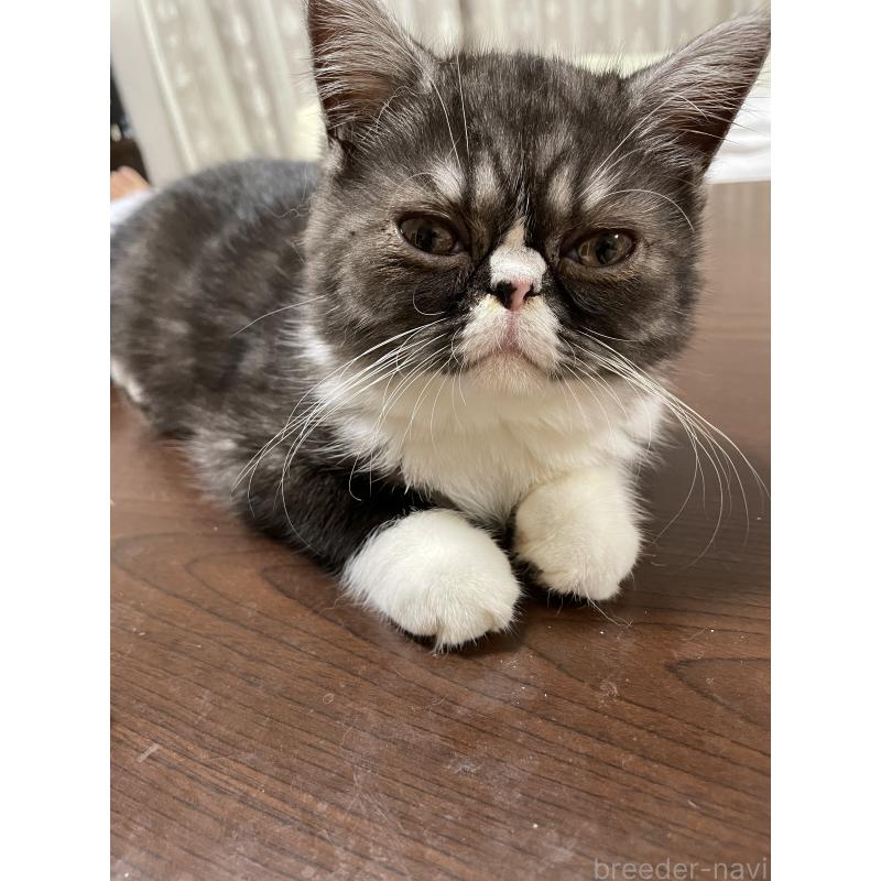 販売中の静岡県のエキゾチックショートヘア-125225の2枚目