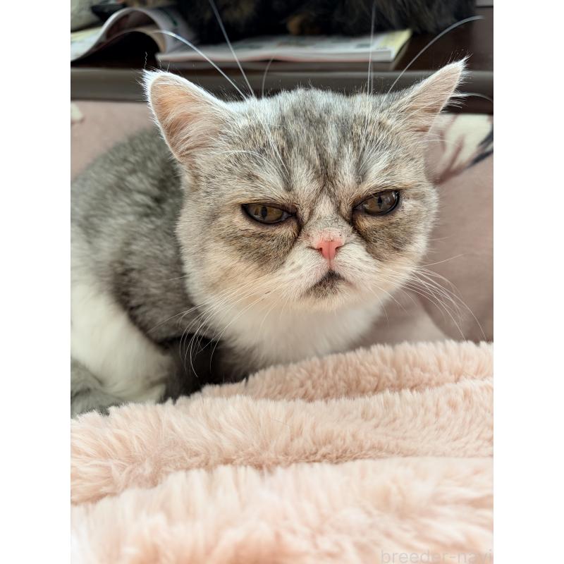 販売中の静岡県のエキゾチックショートヘア-133145の5枚目